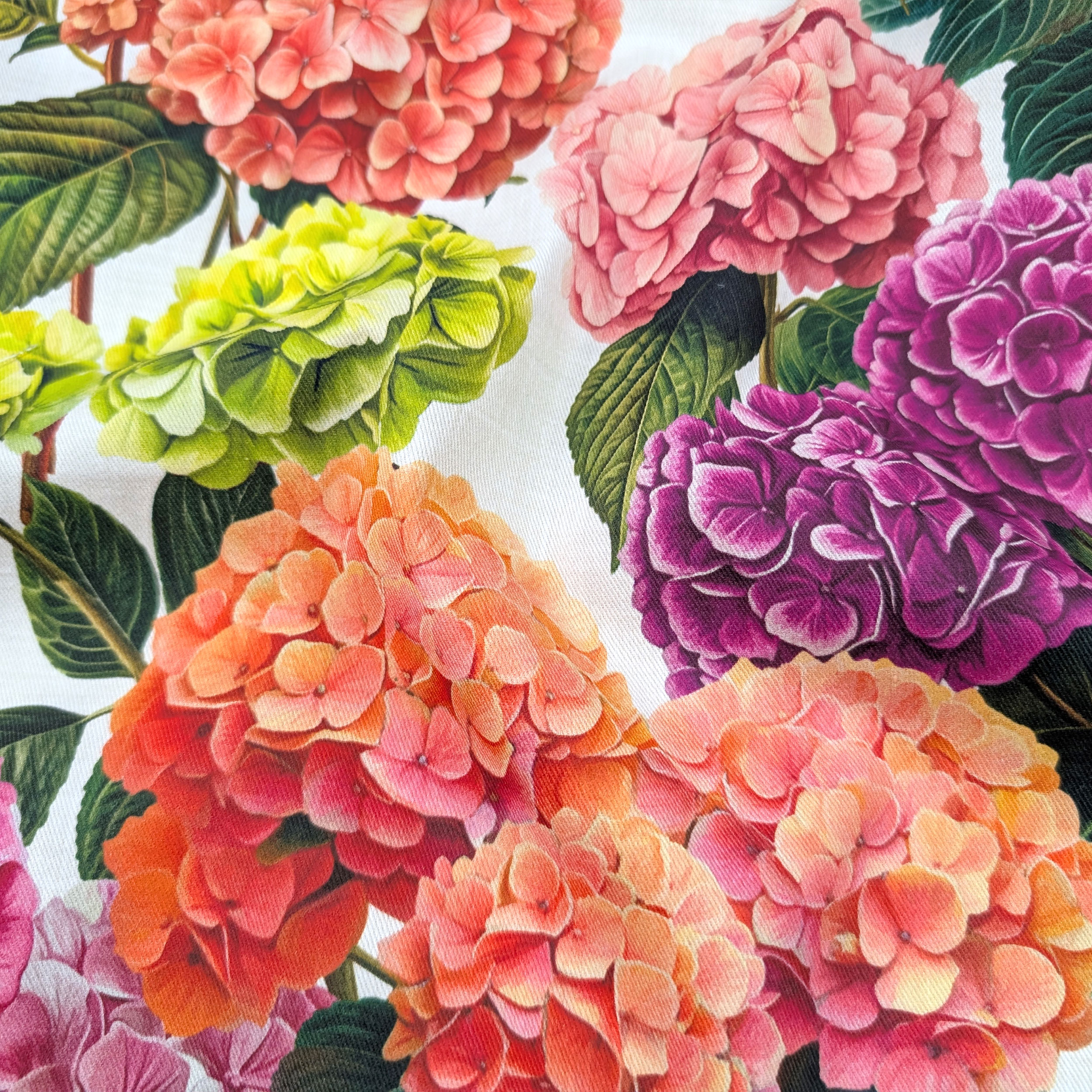 Panama Hydrangeas Pink and Yellow Tones Image