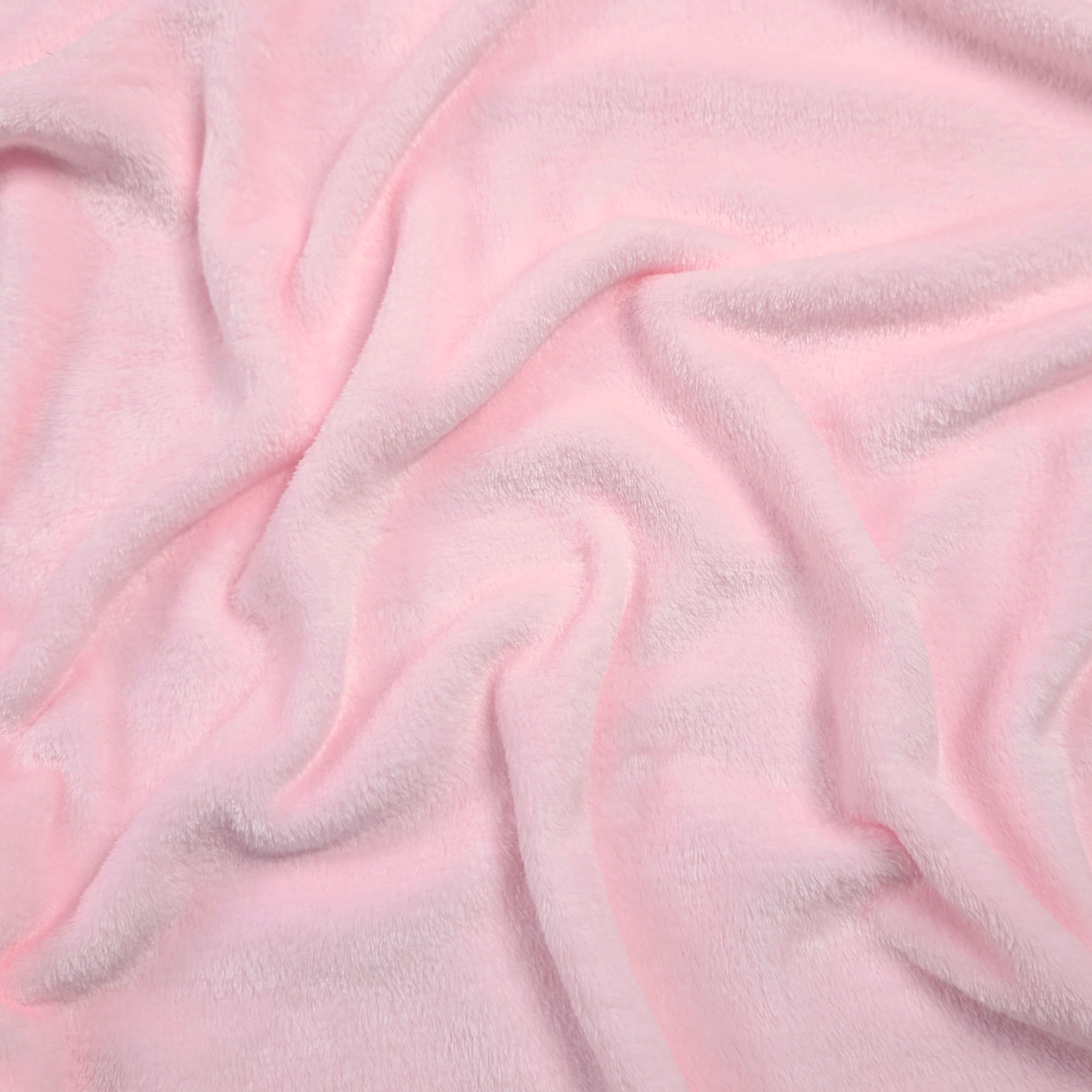 Rose bébé - H120
