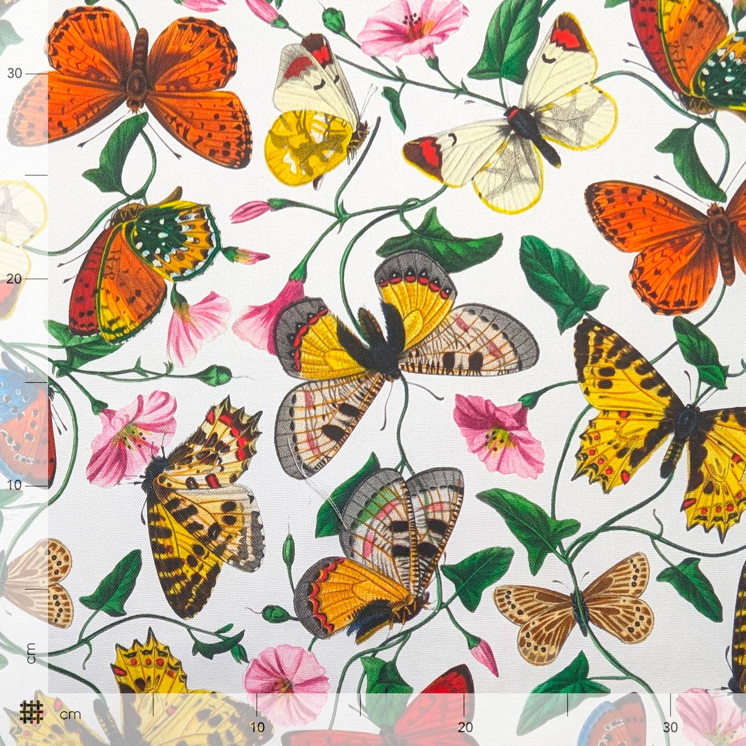 Panama Coloured Butterflies White Background Image