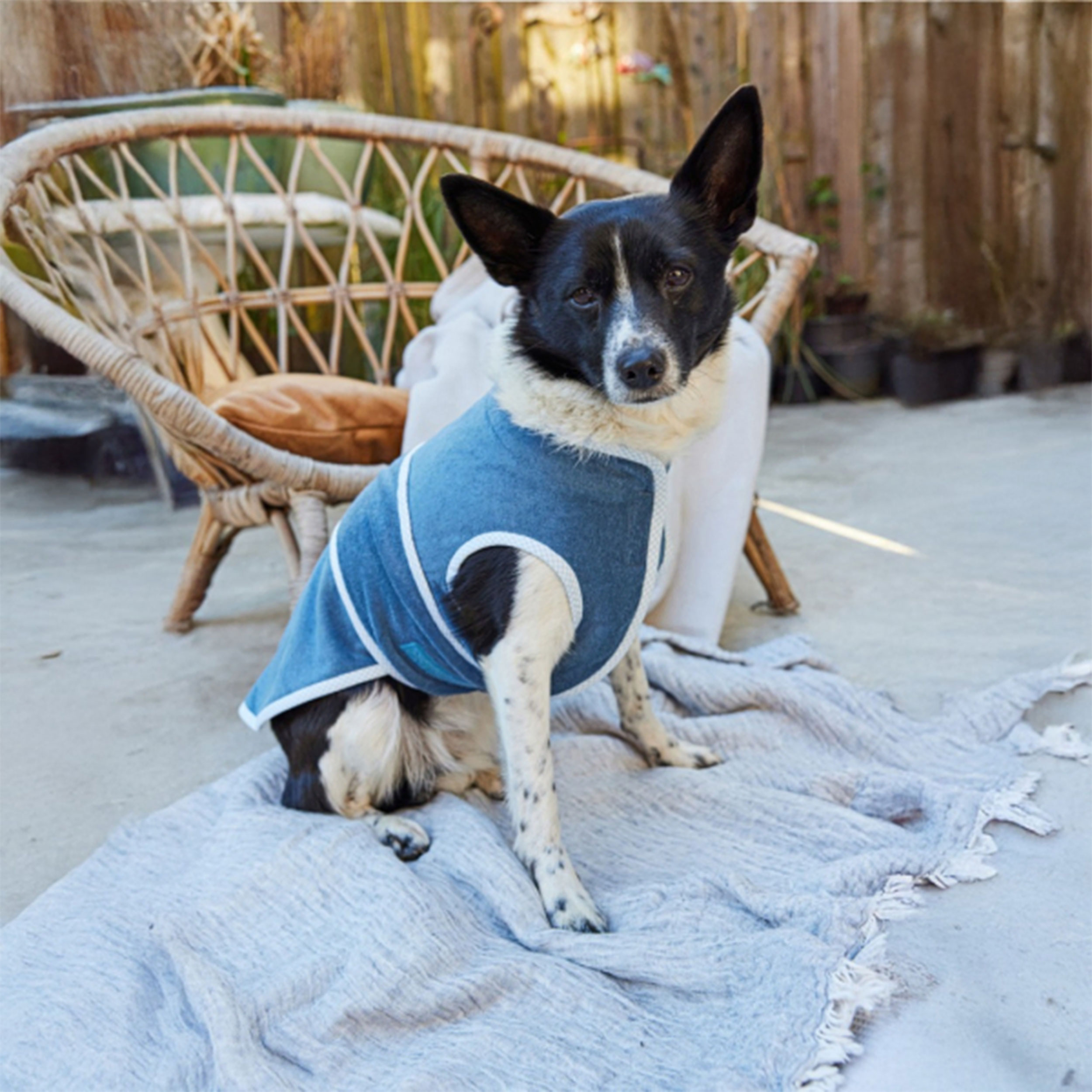 Burda pattern Easy Dog Accessories Image