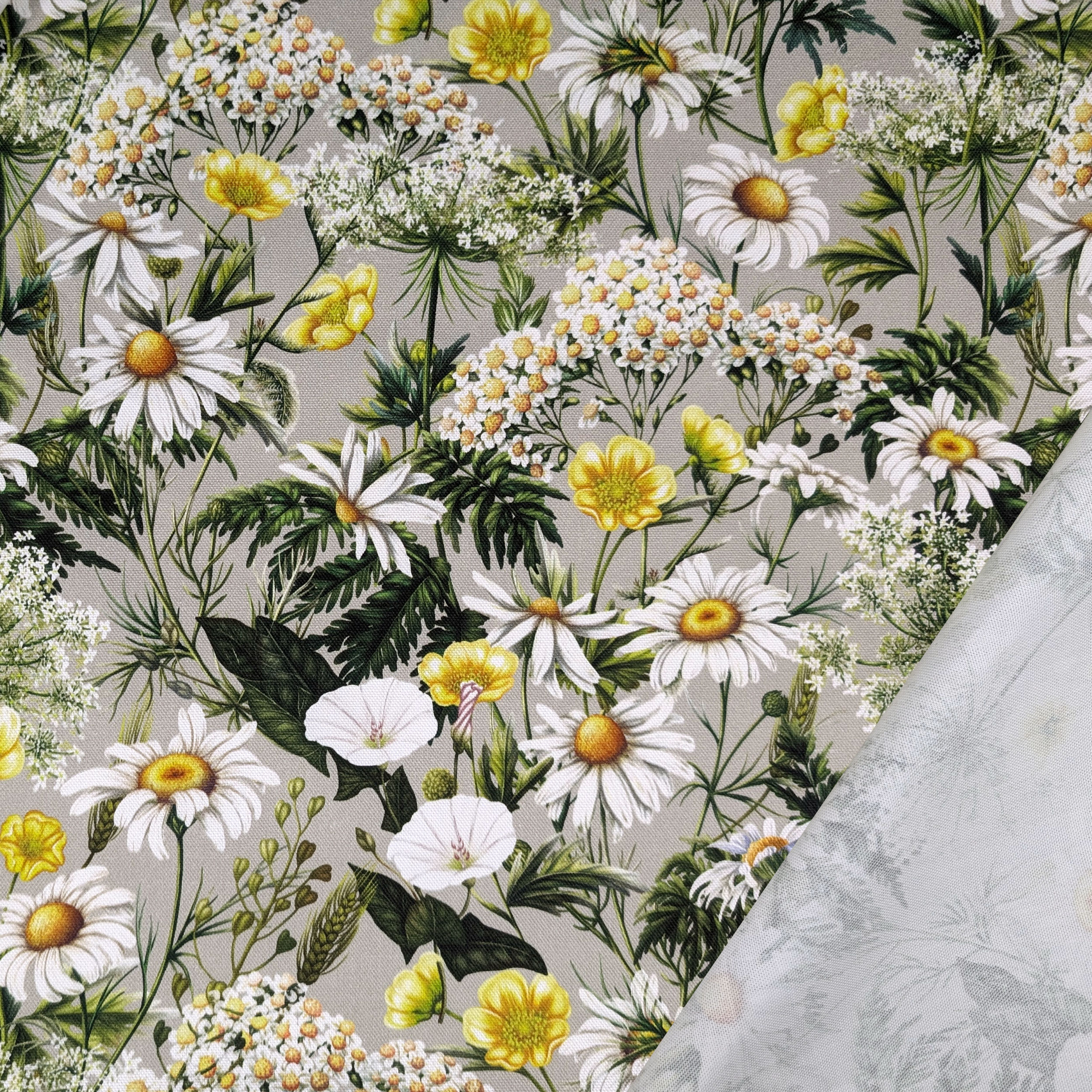 Panama Daisies and Spring Flowers Image