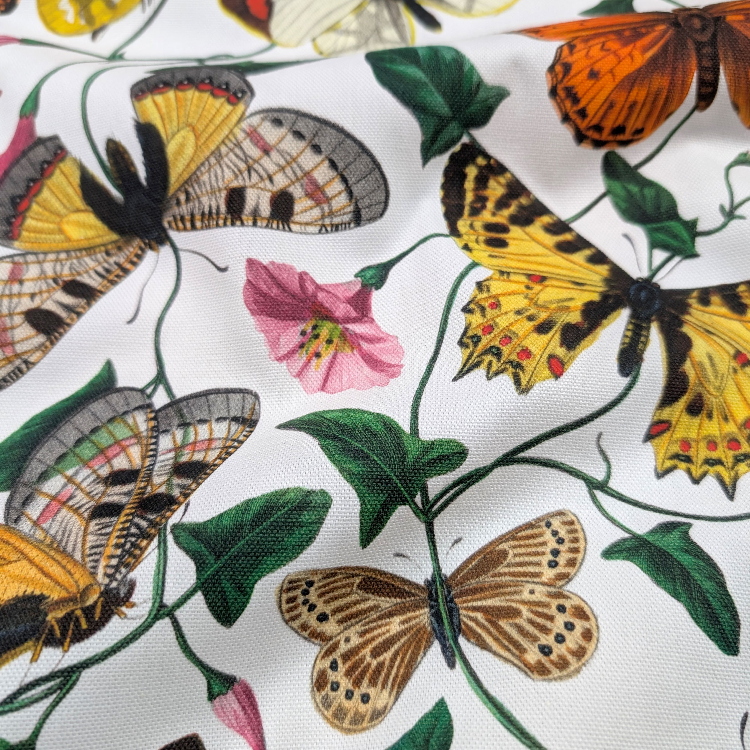 Panama Coloured Butterflies White Background Image