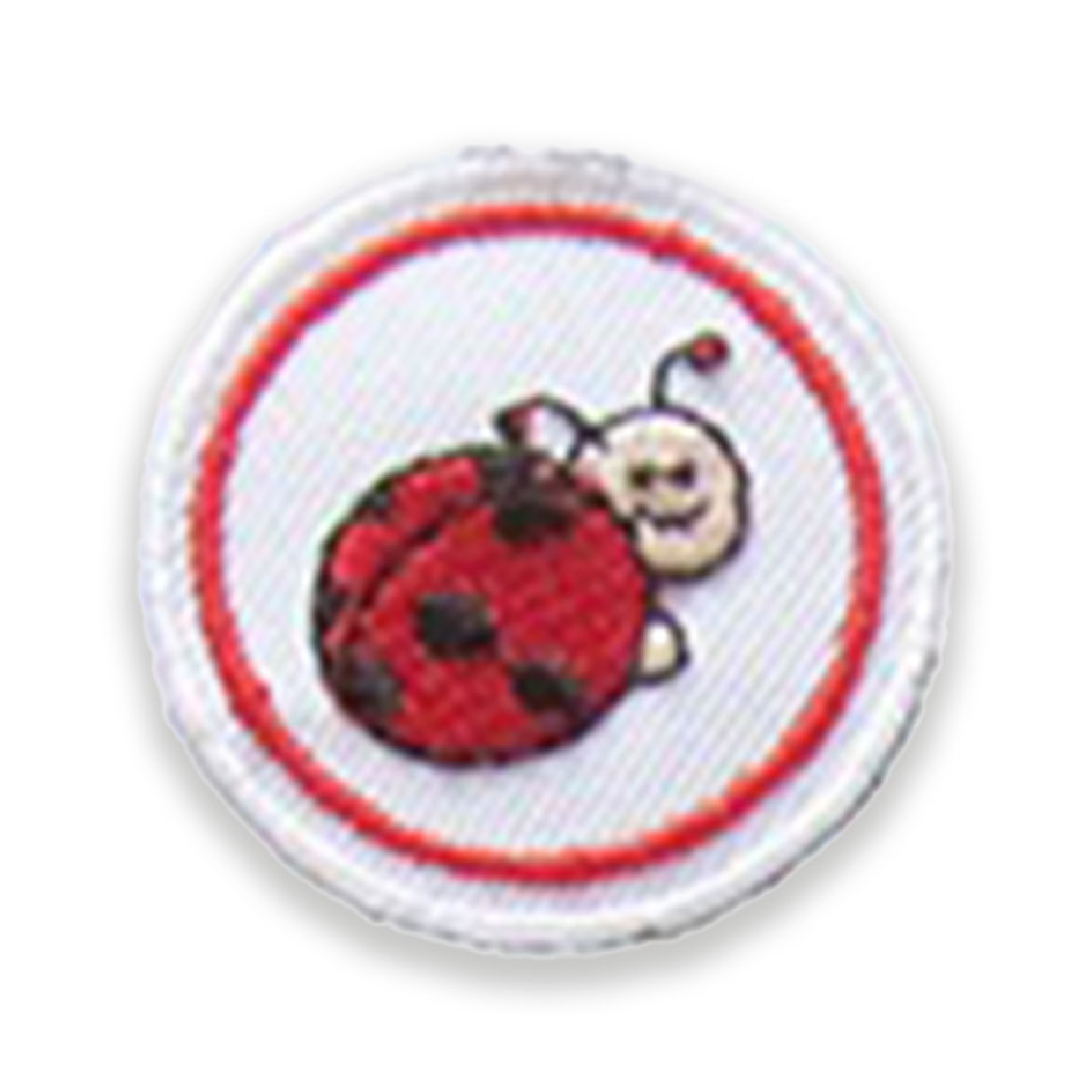 Ladybird