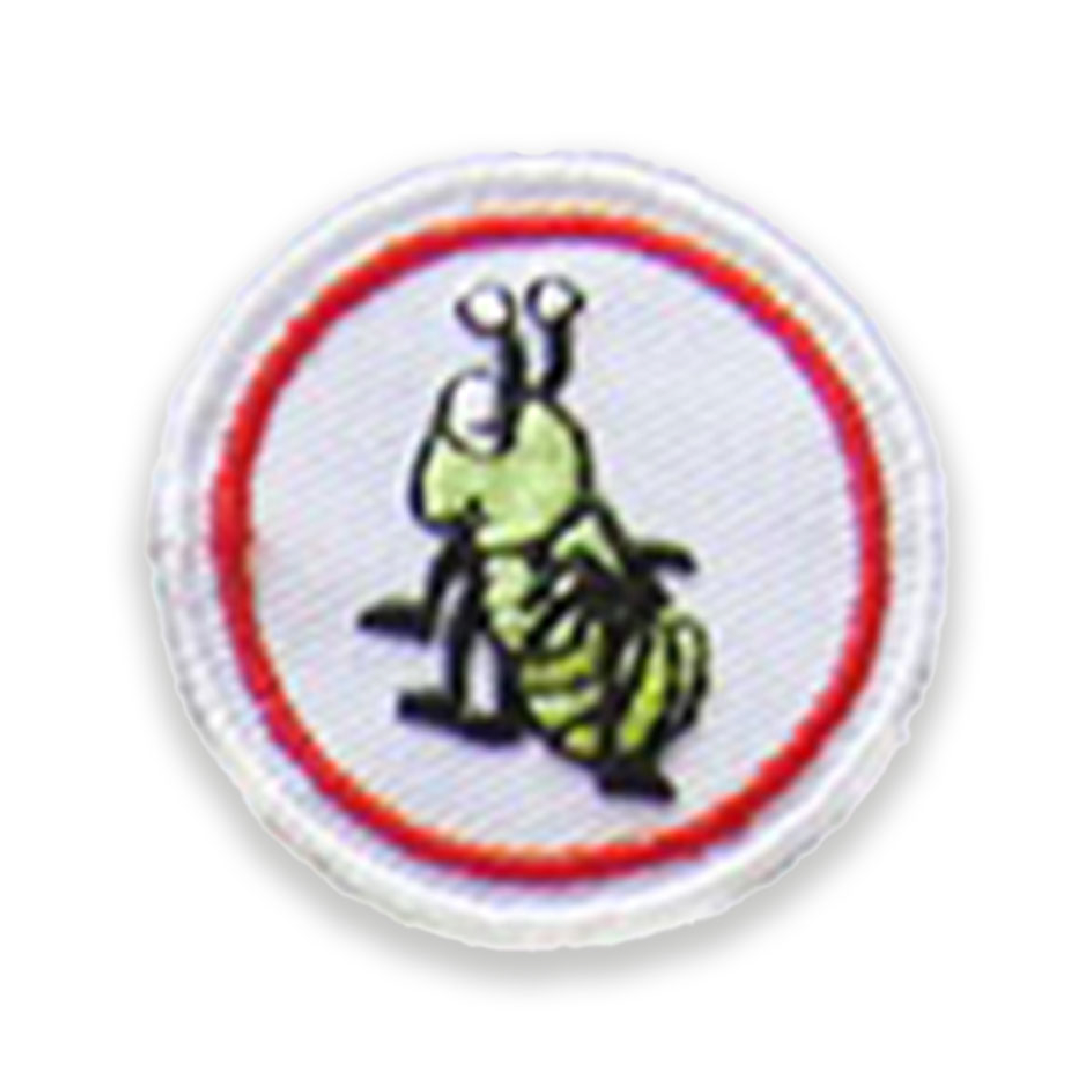 Cricket
