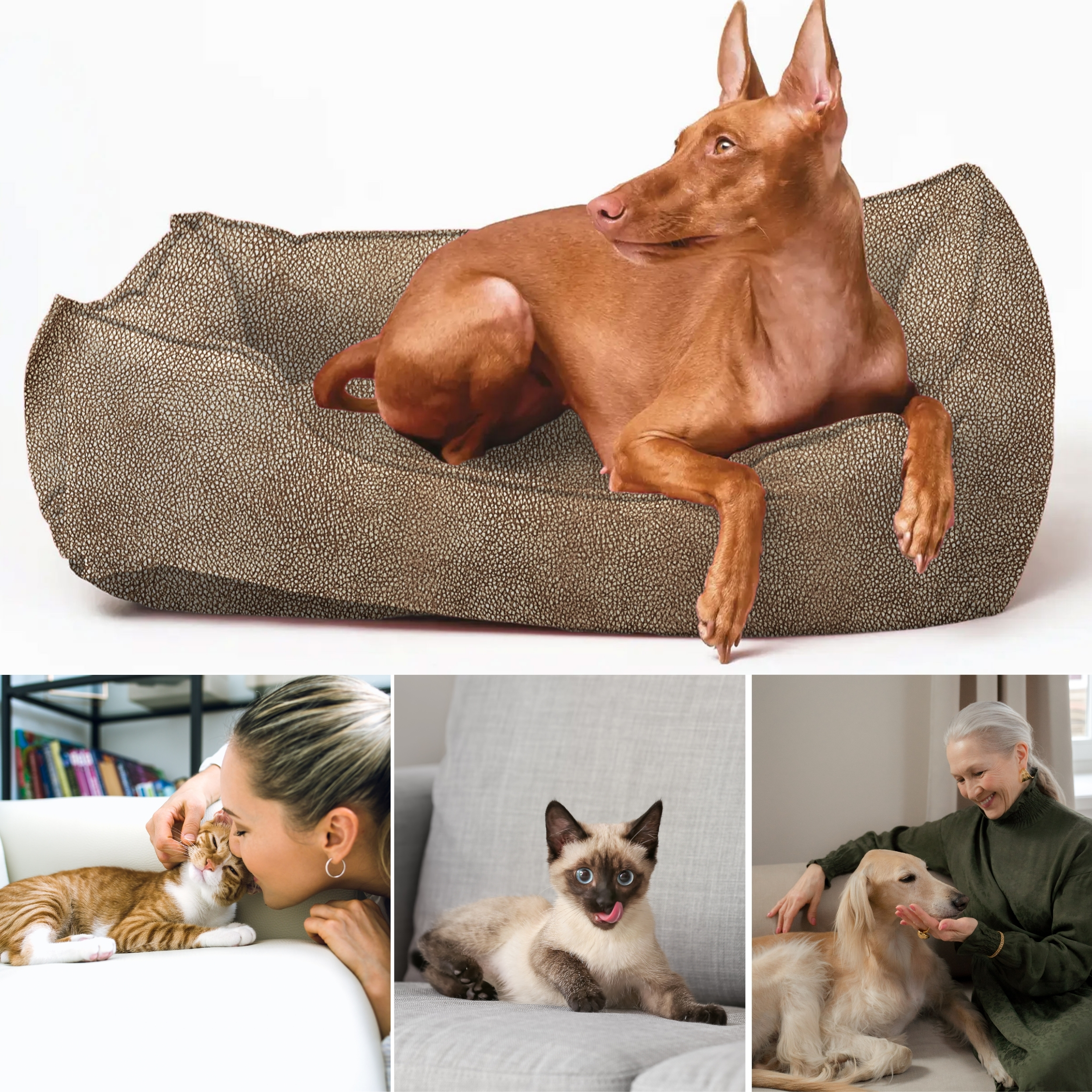 Muebles de carey que admiten mascotas Image