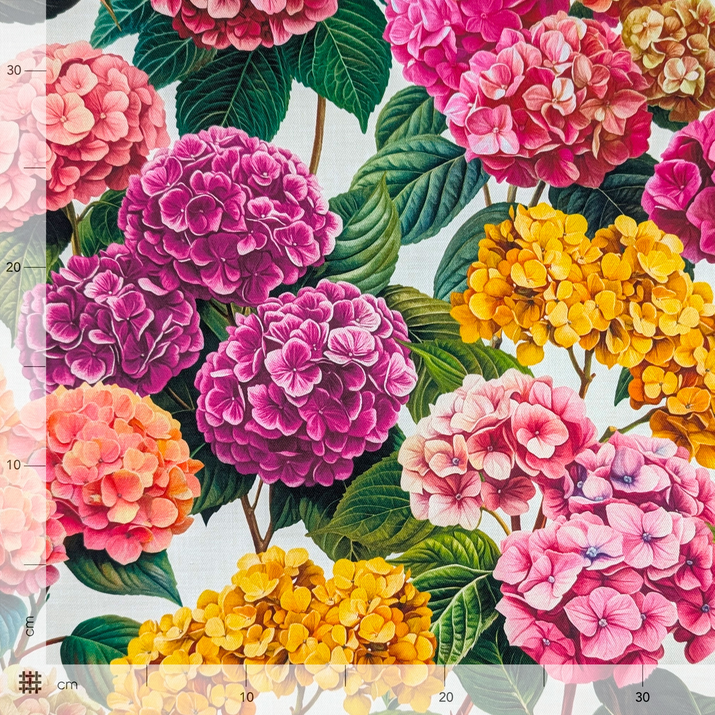 Panama Hydrangeas Pink and Yellow Tones Image
