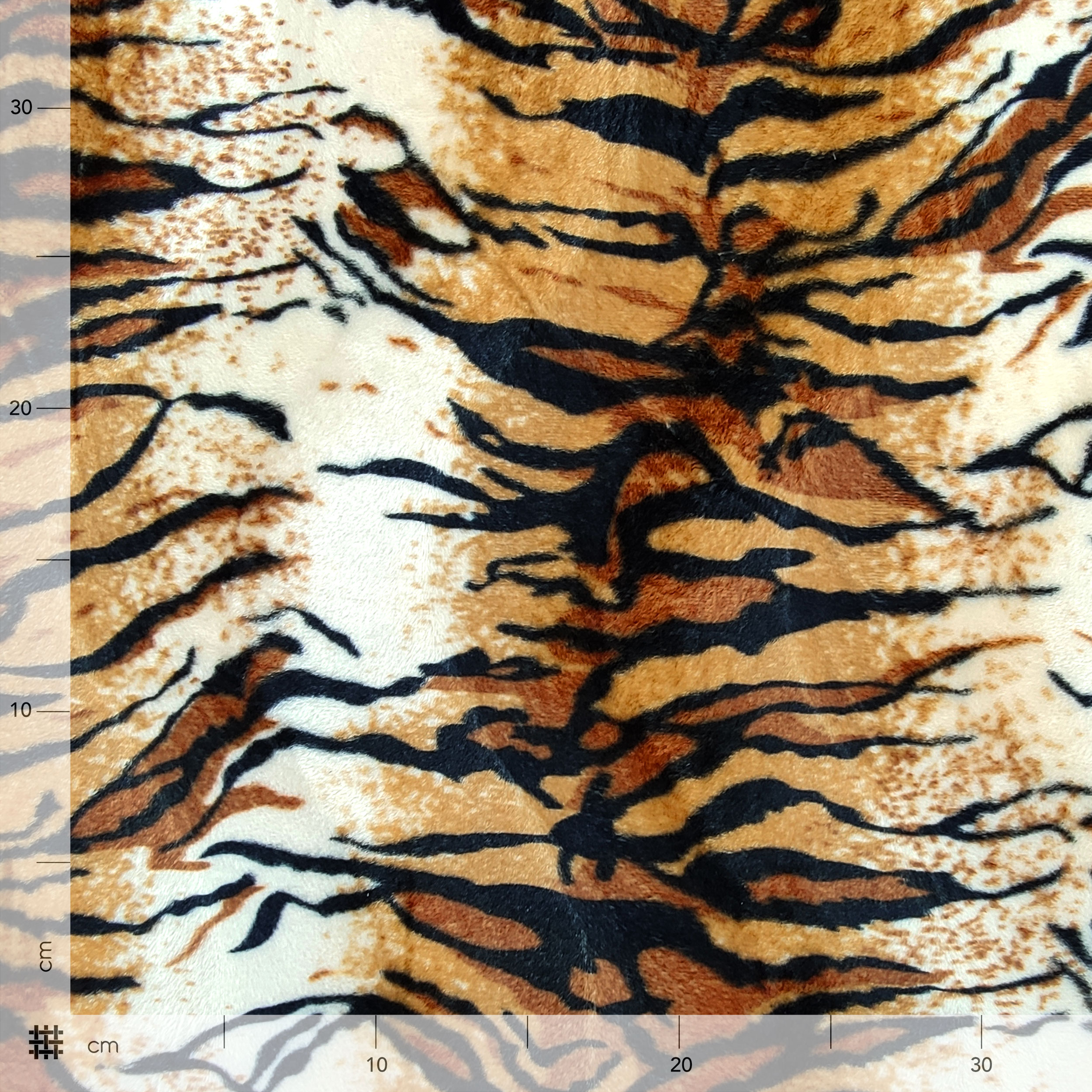 Petit cheval tigre Image