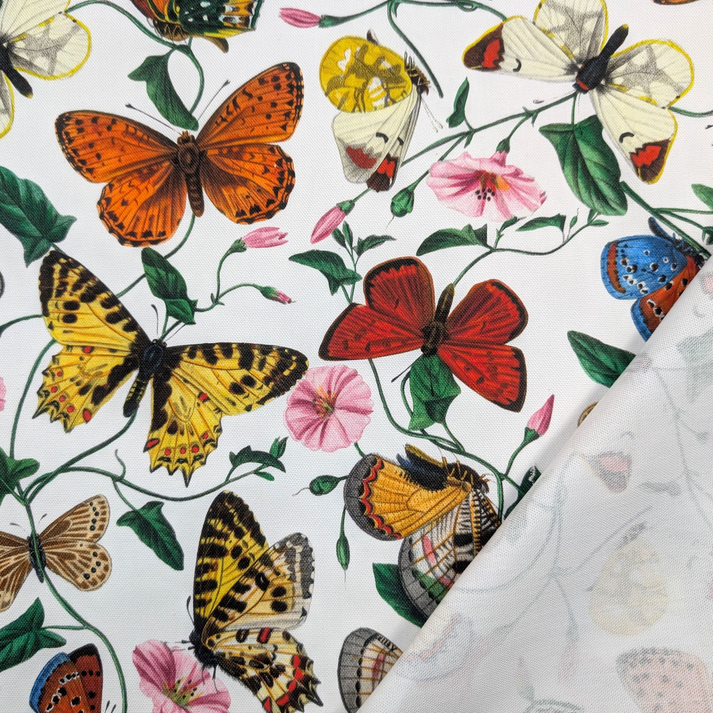 Panama Coloured Butterflies White Background Image
