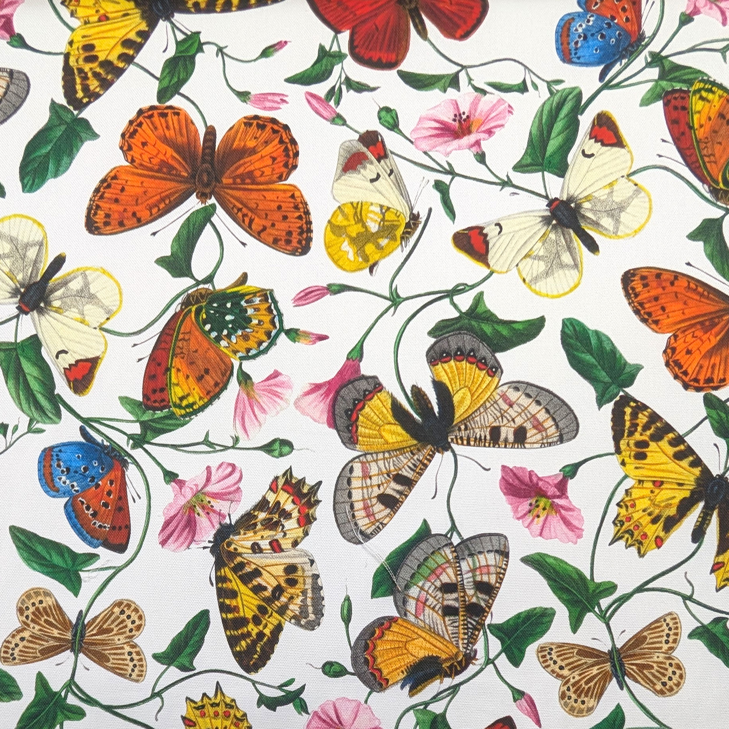 Panama Coloured Butterflies White Background Image