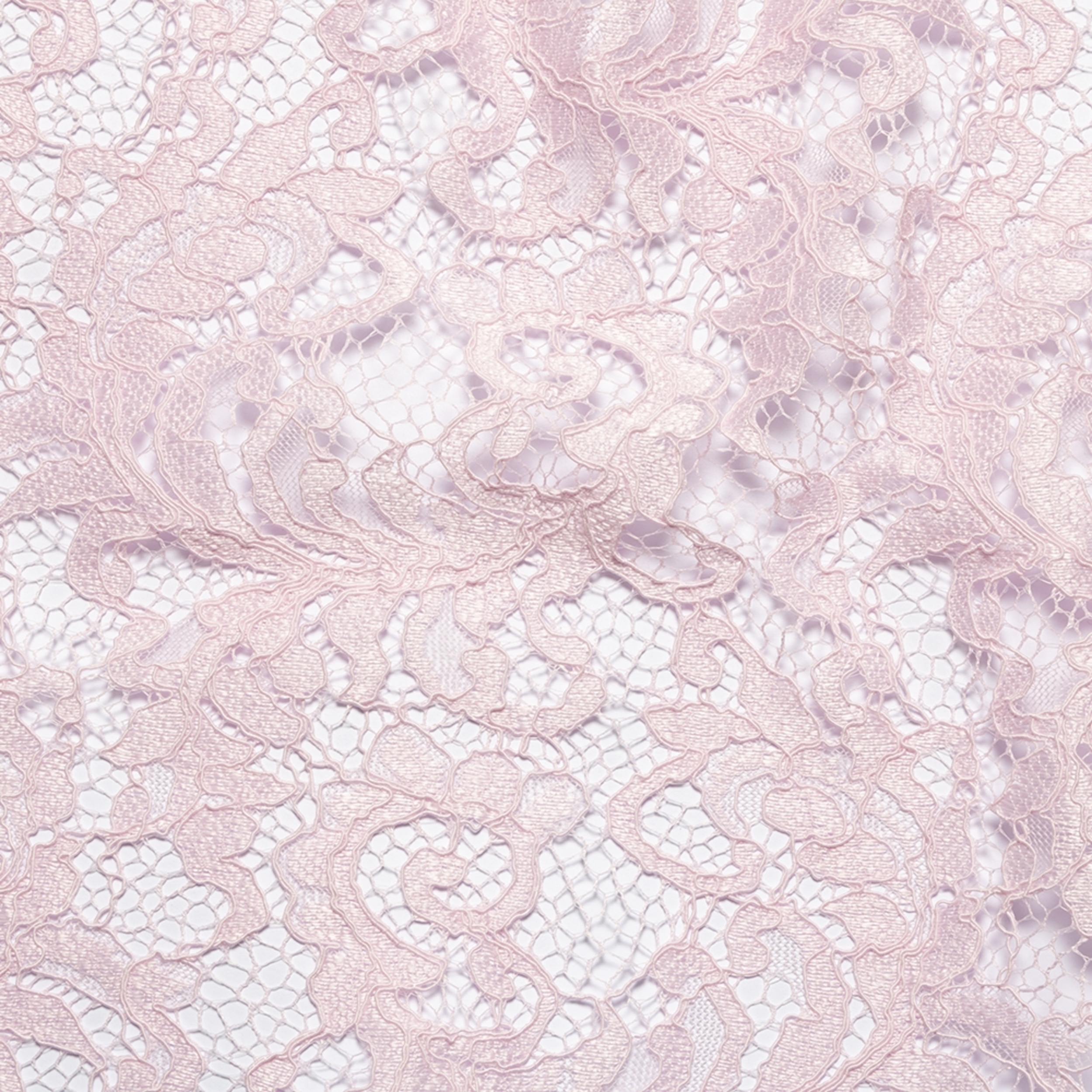 Rose bébé - H905
