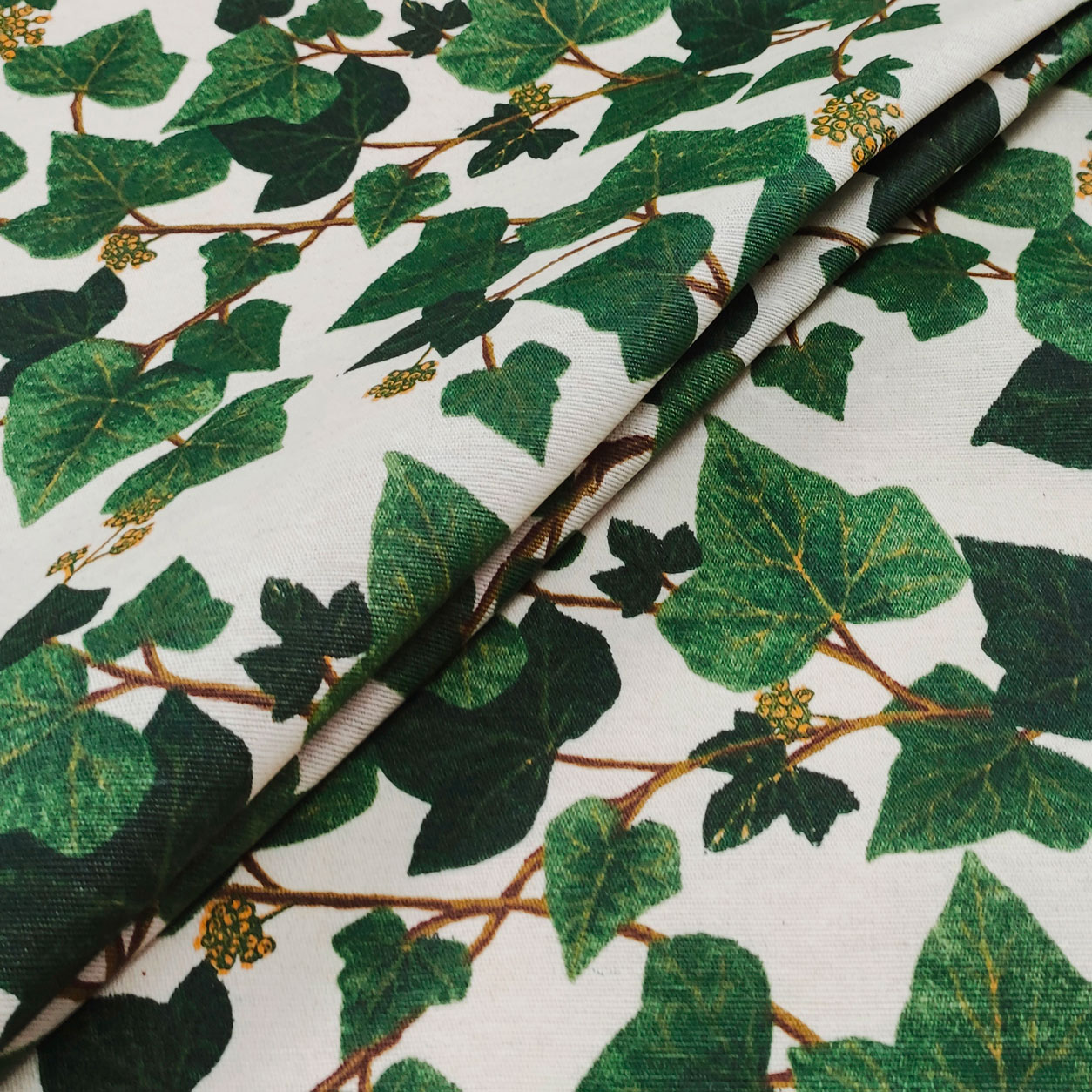 hedera variegata Variegated English Ivy main image 1