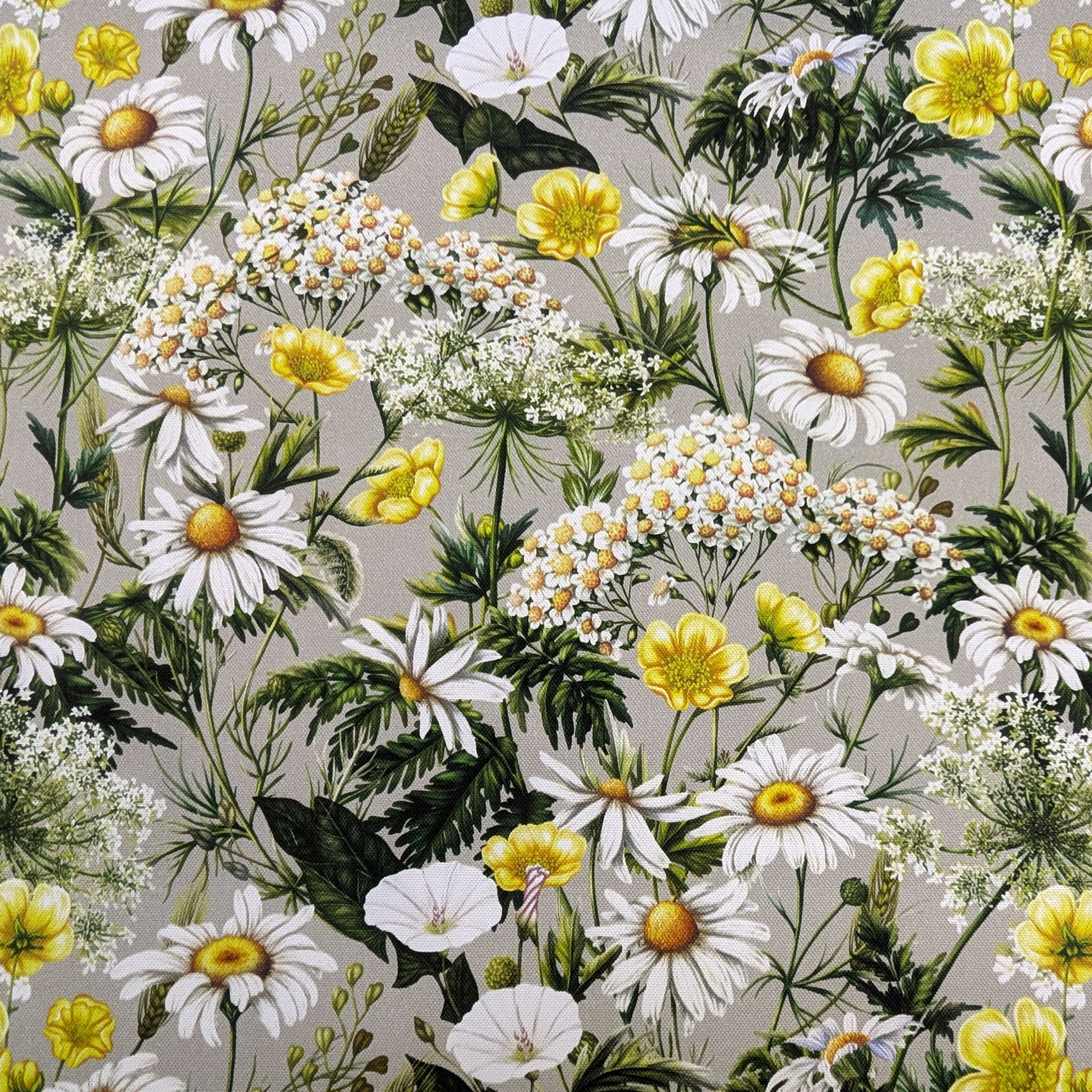 Panama Daisies and Spring Flowers Image
