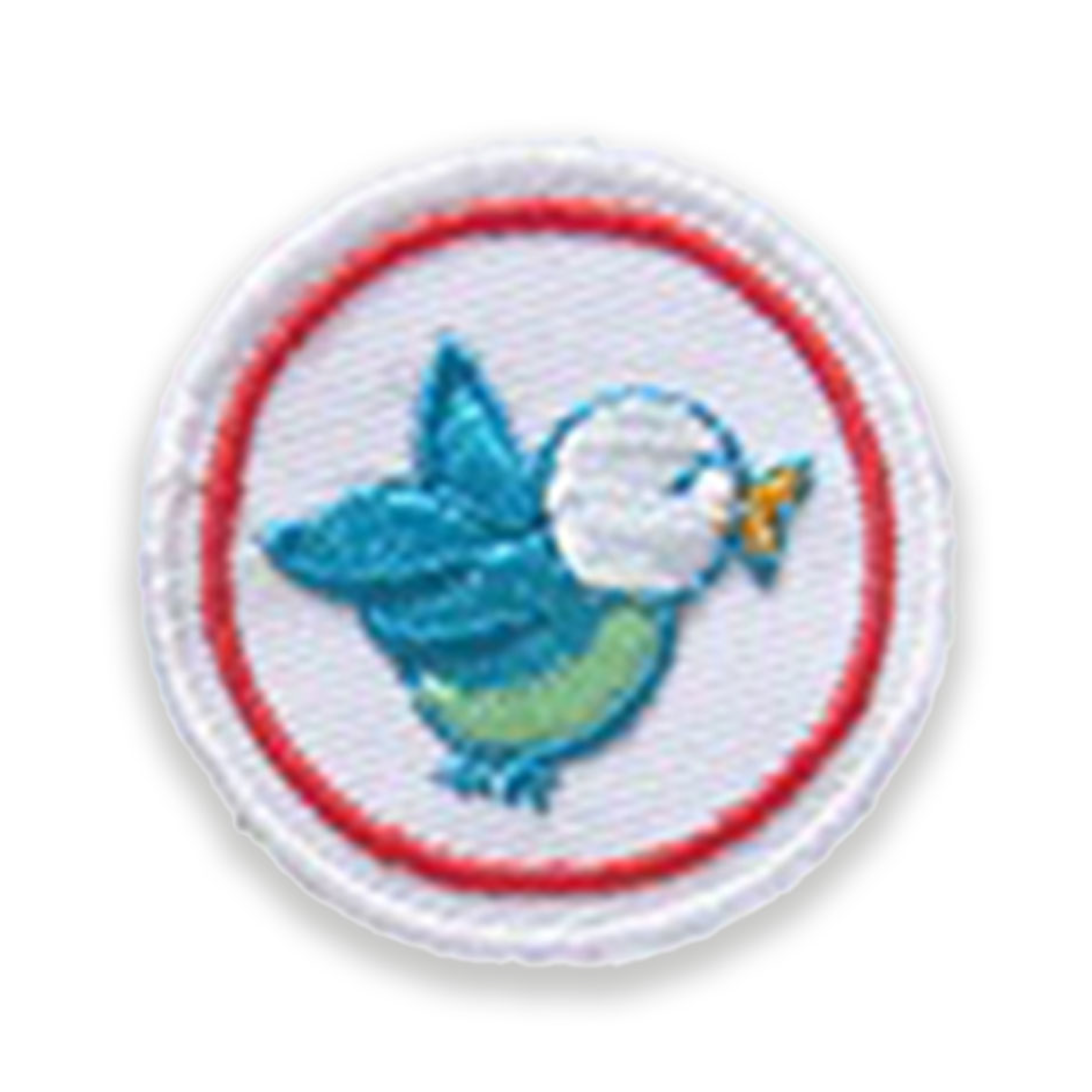 Little bird