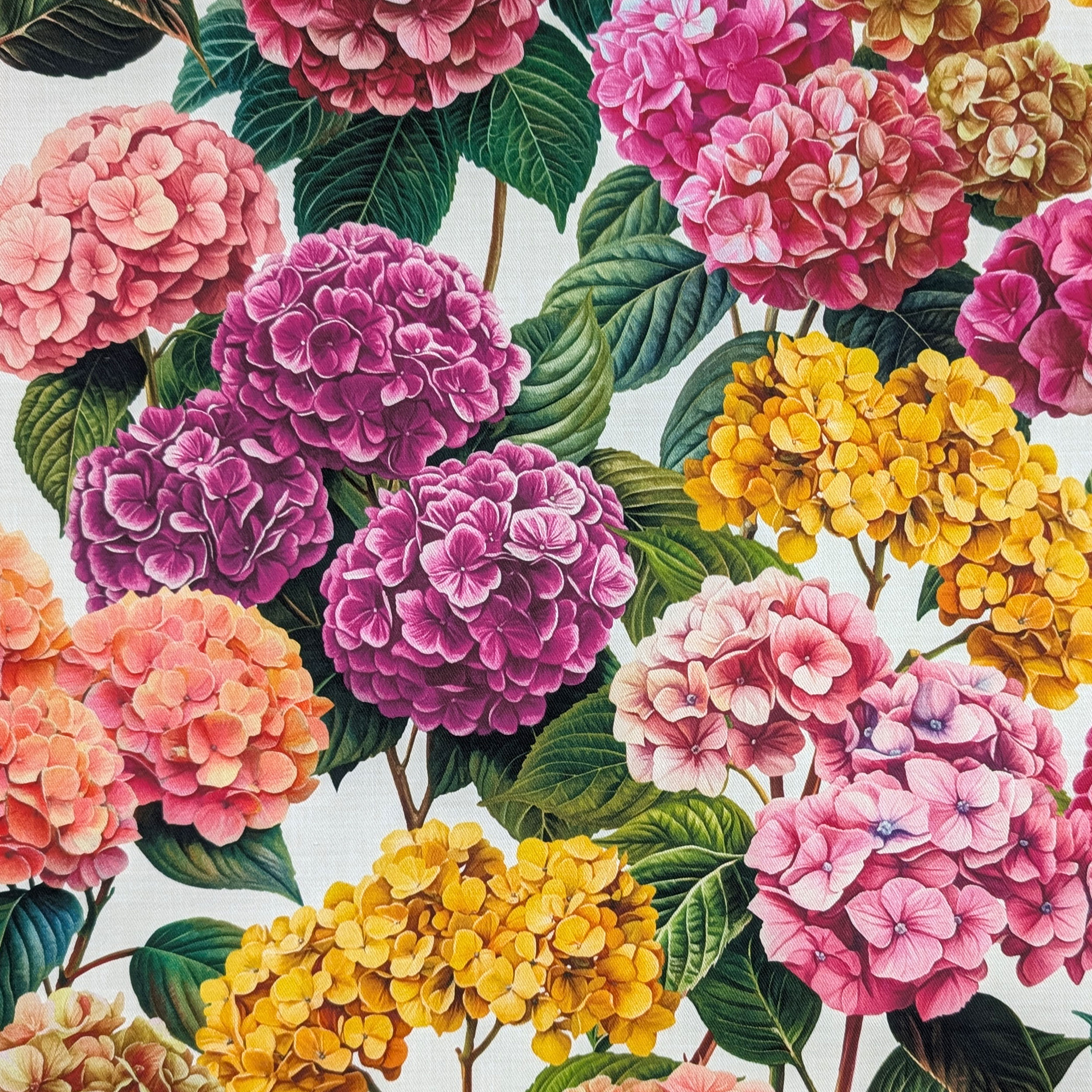 Panama Hydrangeas Pink and Yellow Tones Image