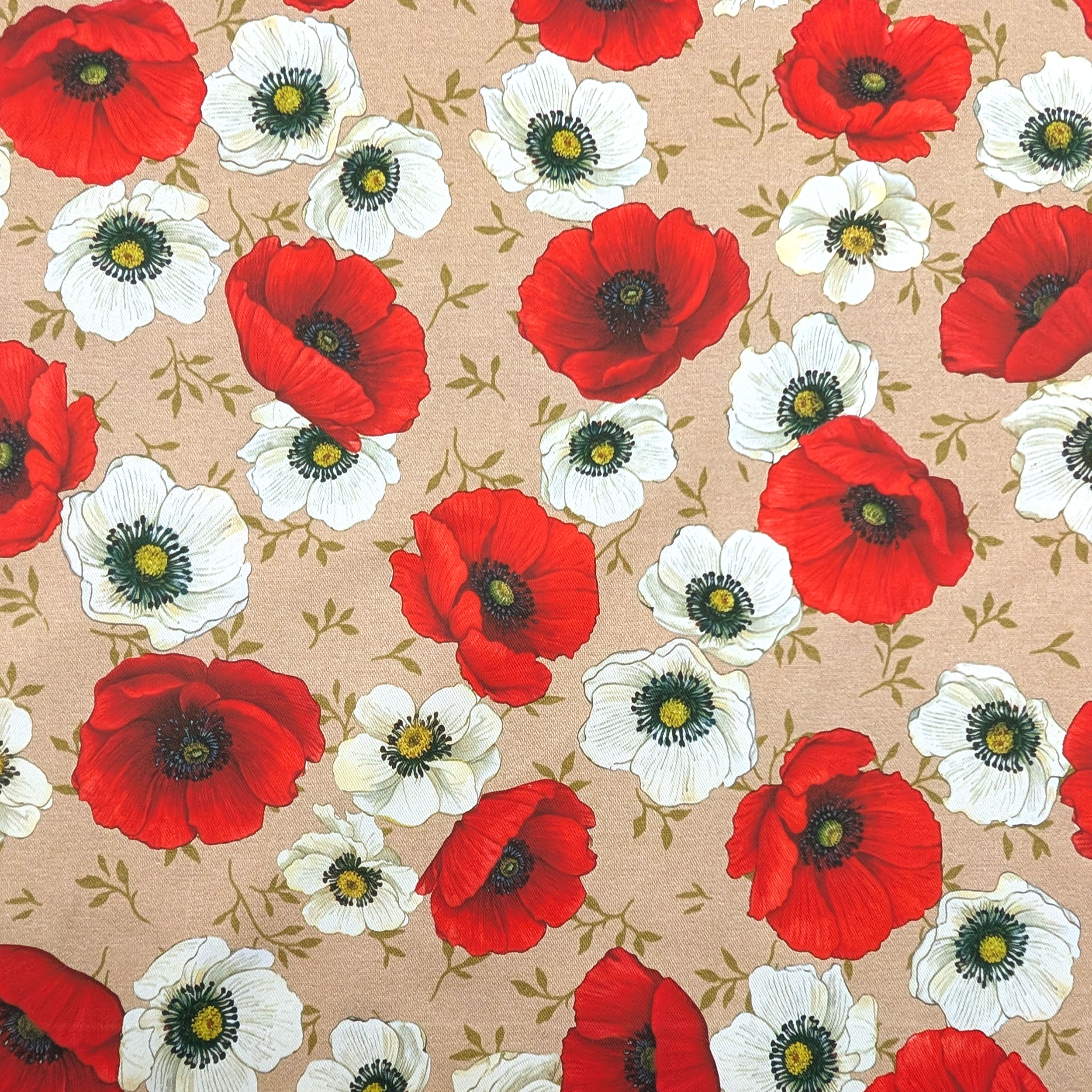 Les coquelicots du Panama en fleurs Image