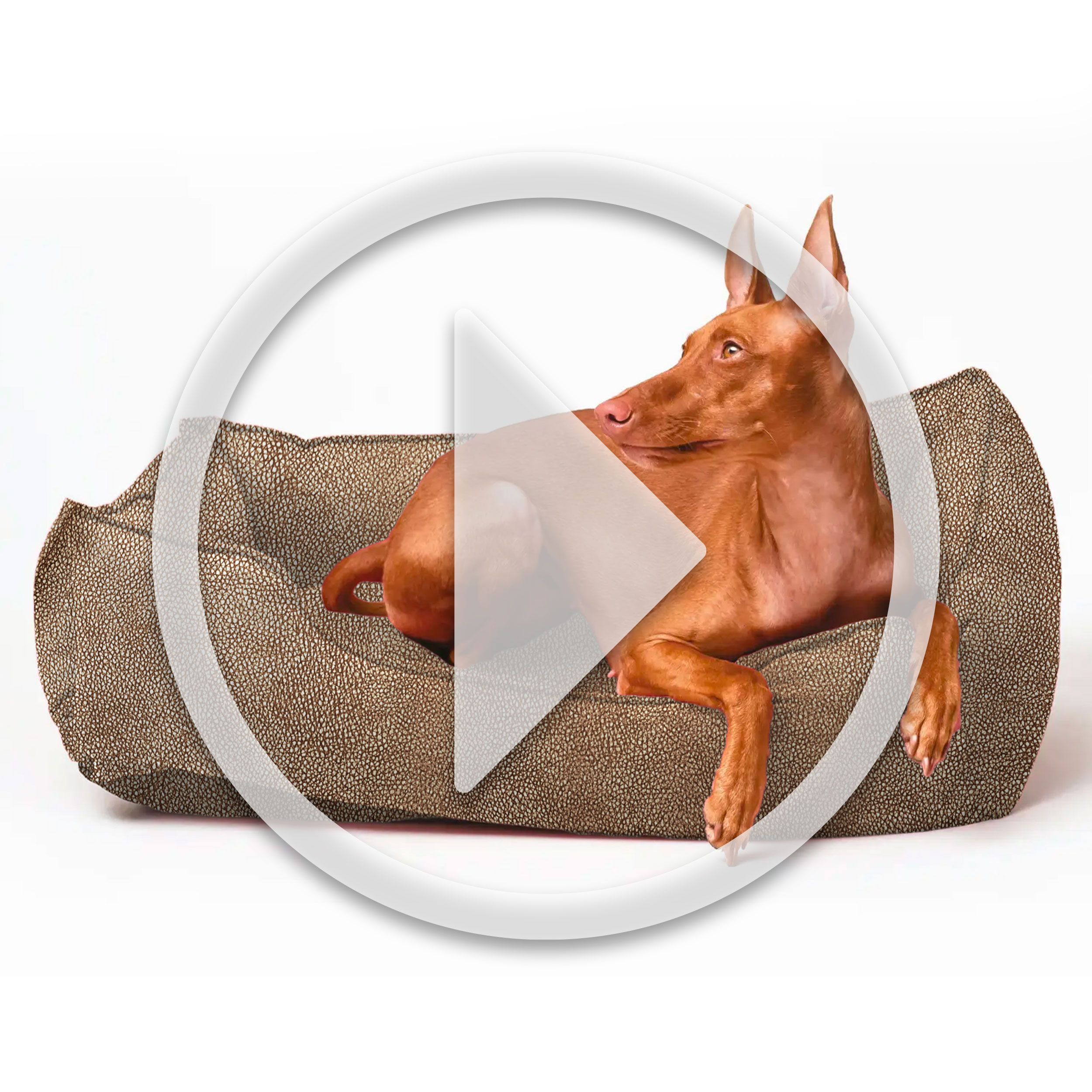 Muebles de carey que admiten mascotas Image