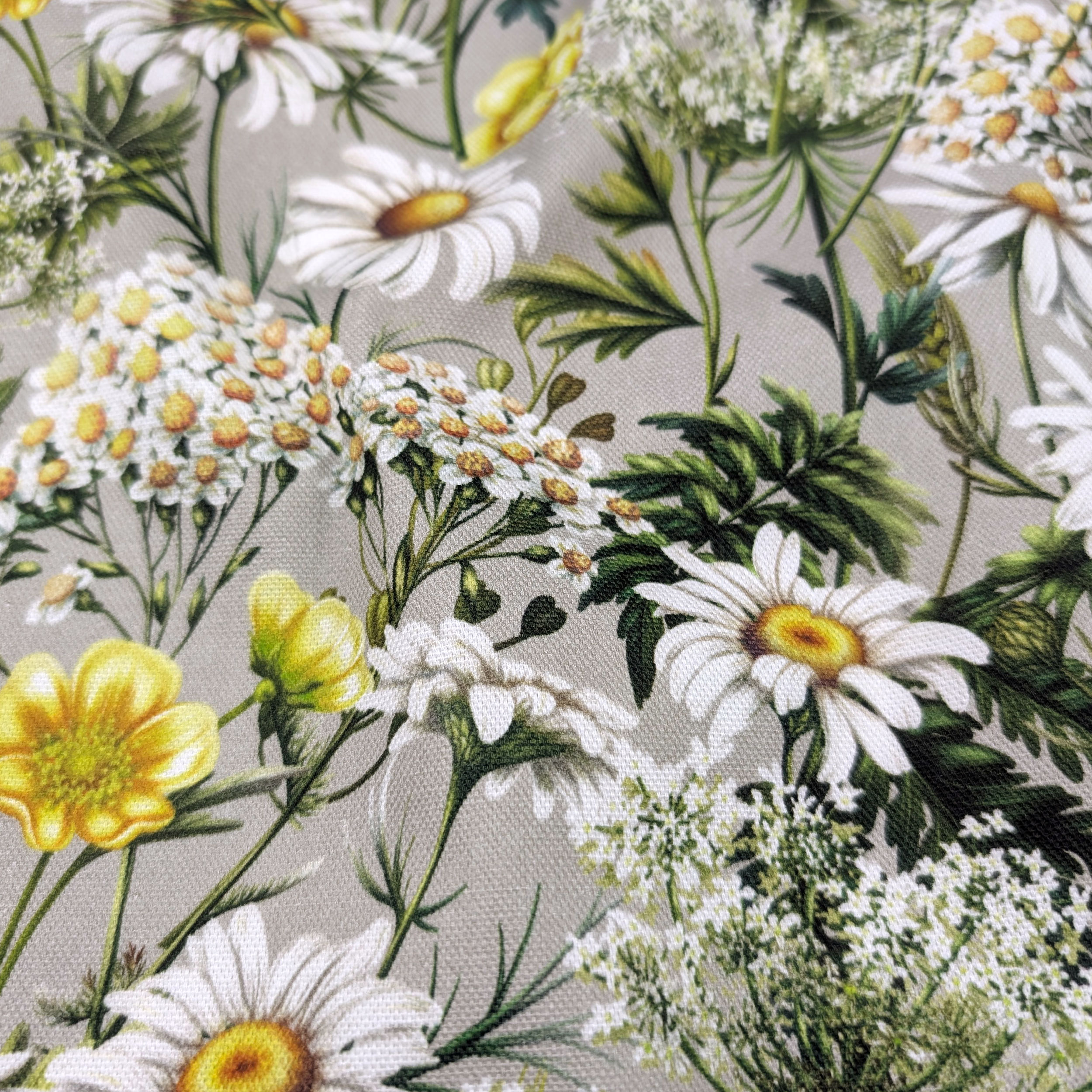 Panama Daisies and Spring Flowers Image