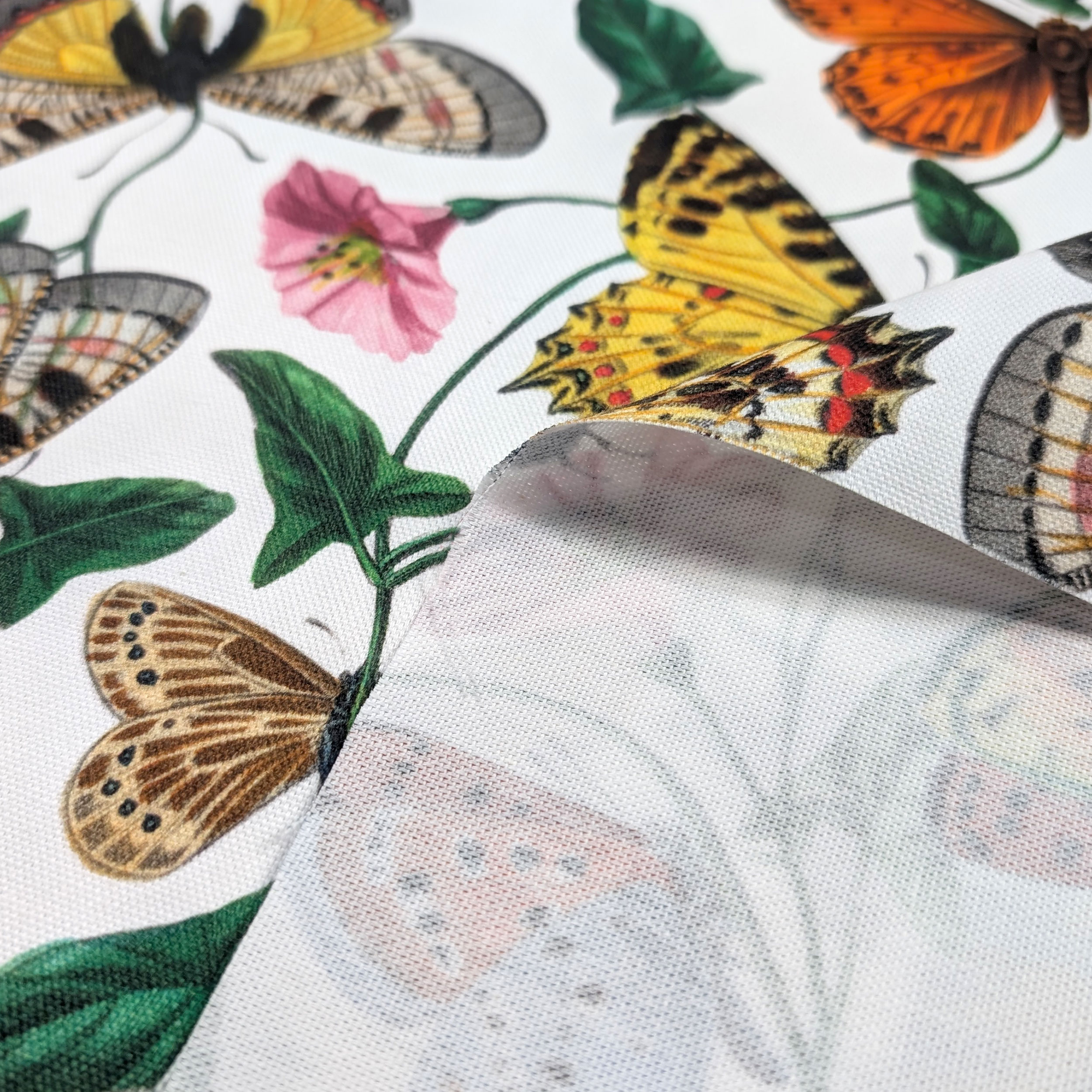 Panama Coloured Butterflies White Background Image