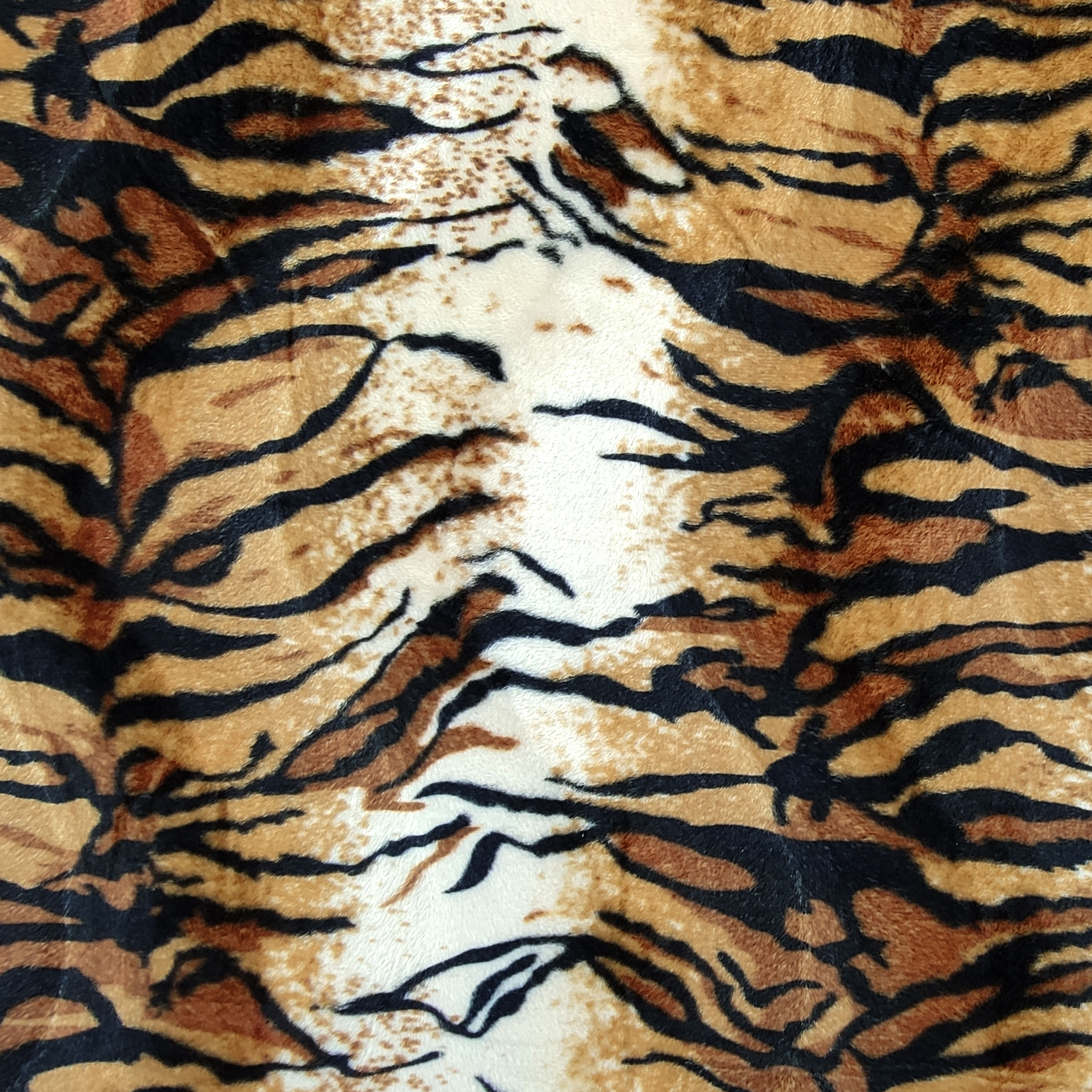 Petit cheval tigre Image