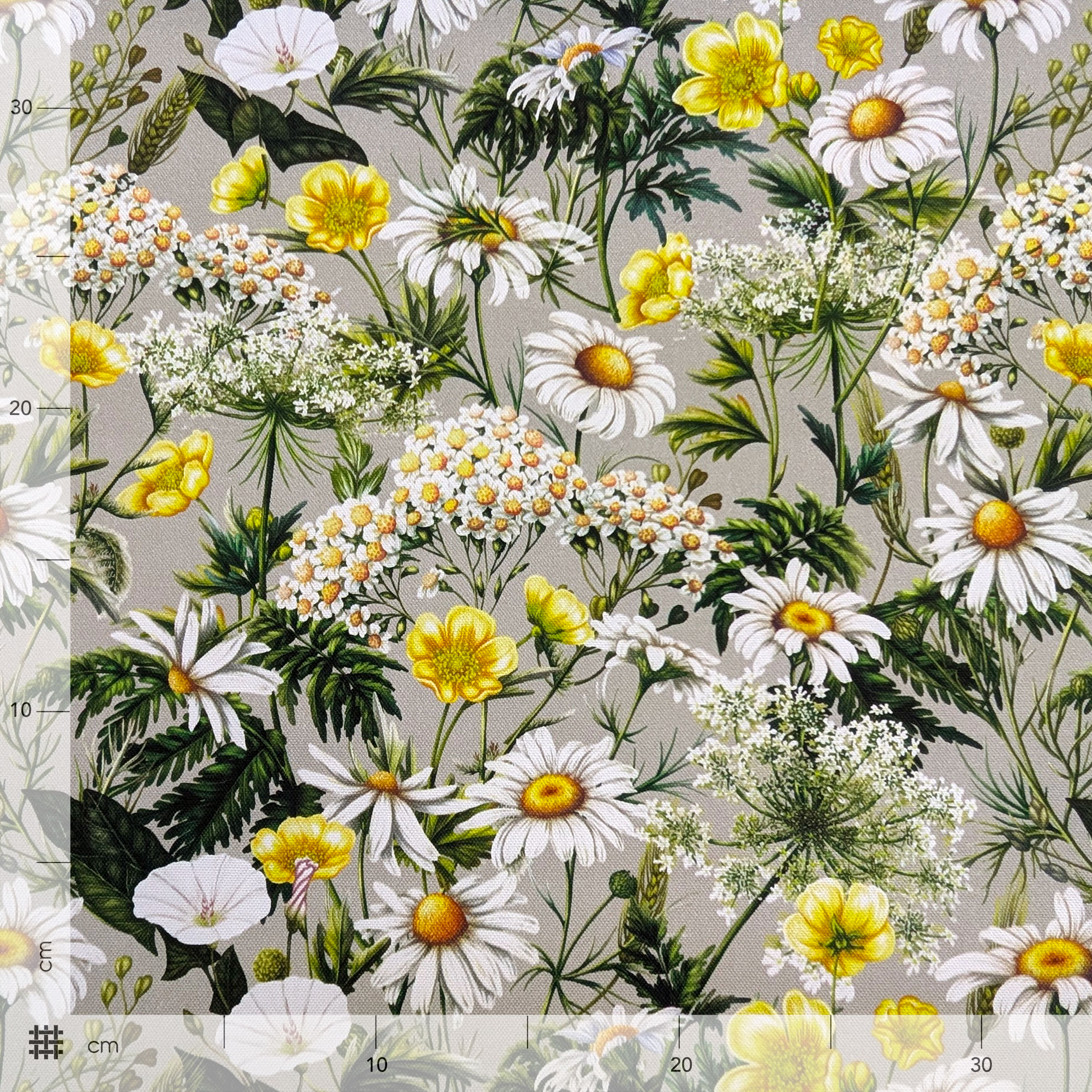 Panama Daisies and Spring Flowers Image