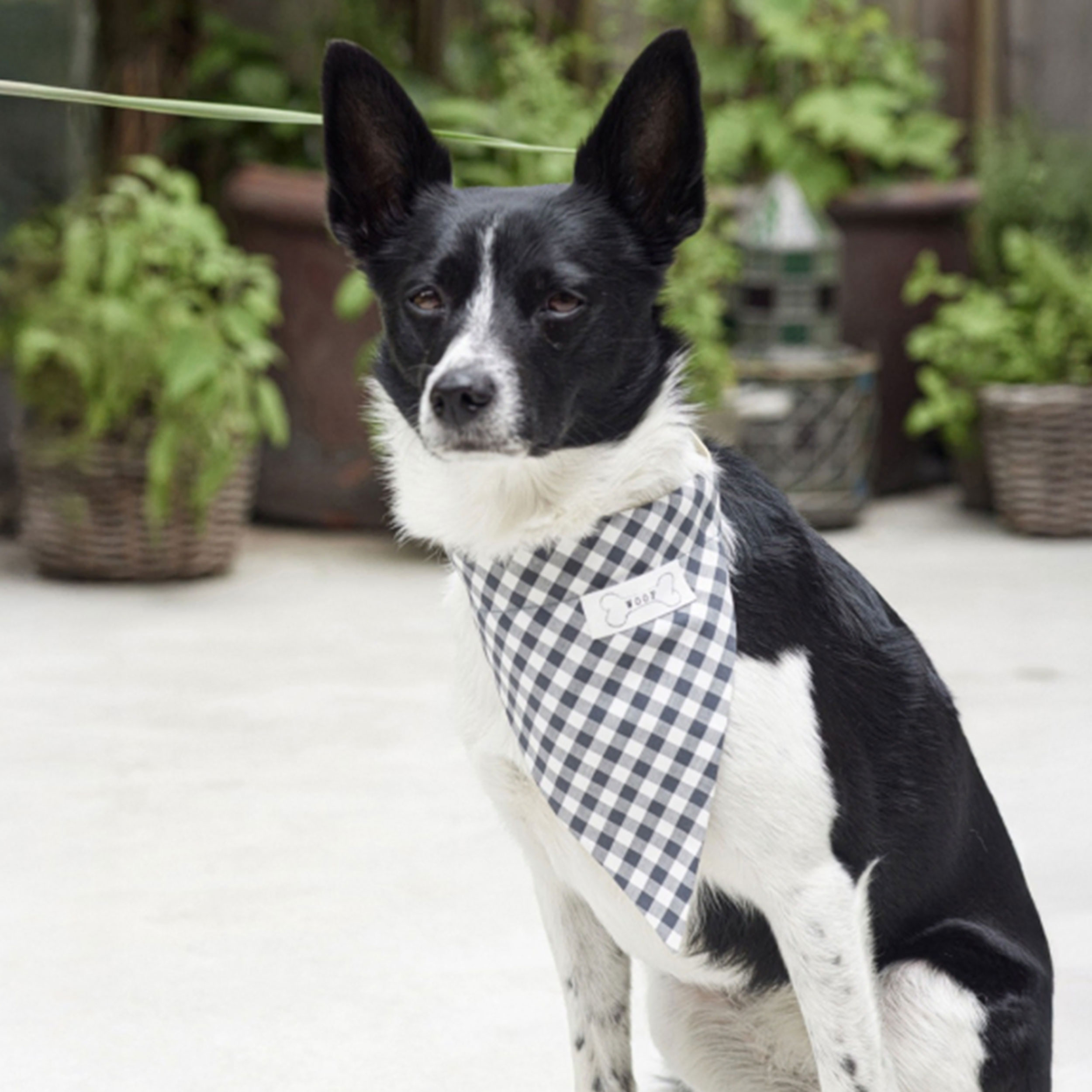 Burda pattern Easy Dog Accessories Image