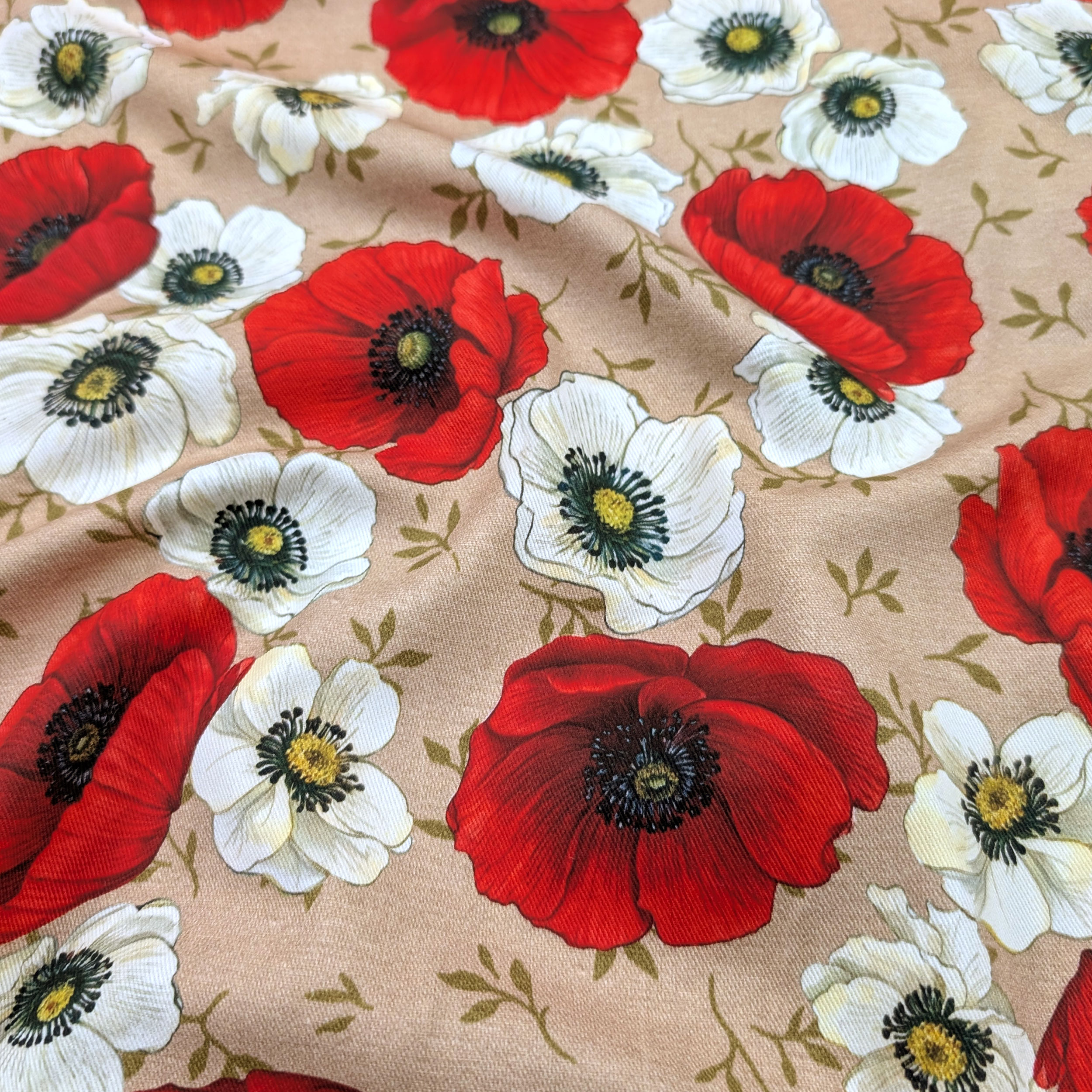 Les coquelicots du Panama en fleurs Image
