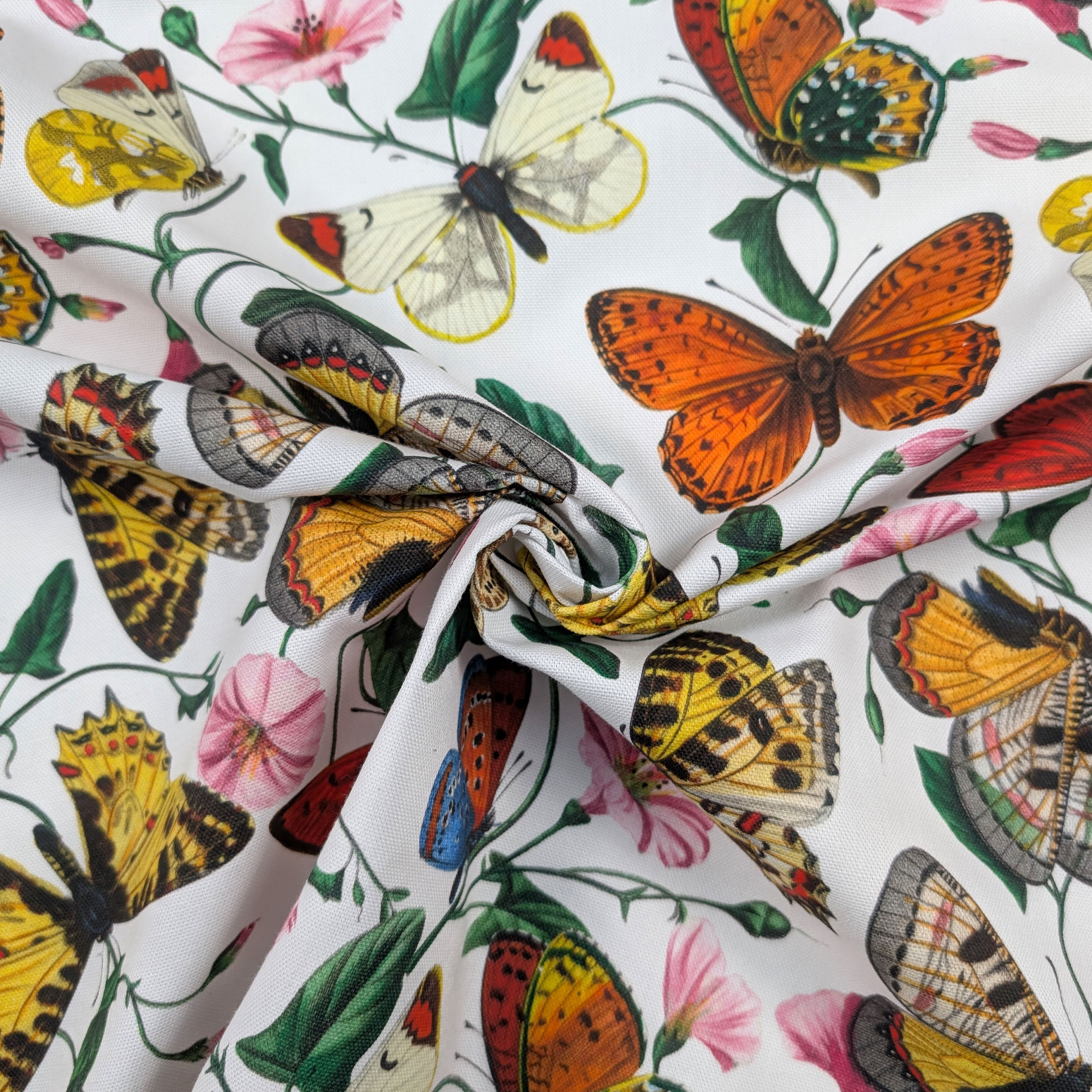 Panama Coloured Butterflies White Background Image
