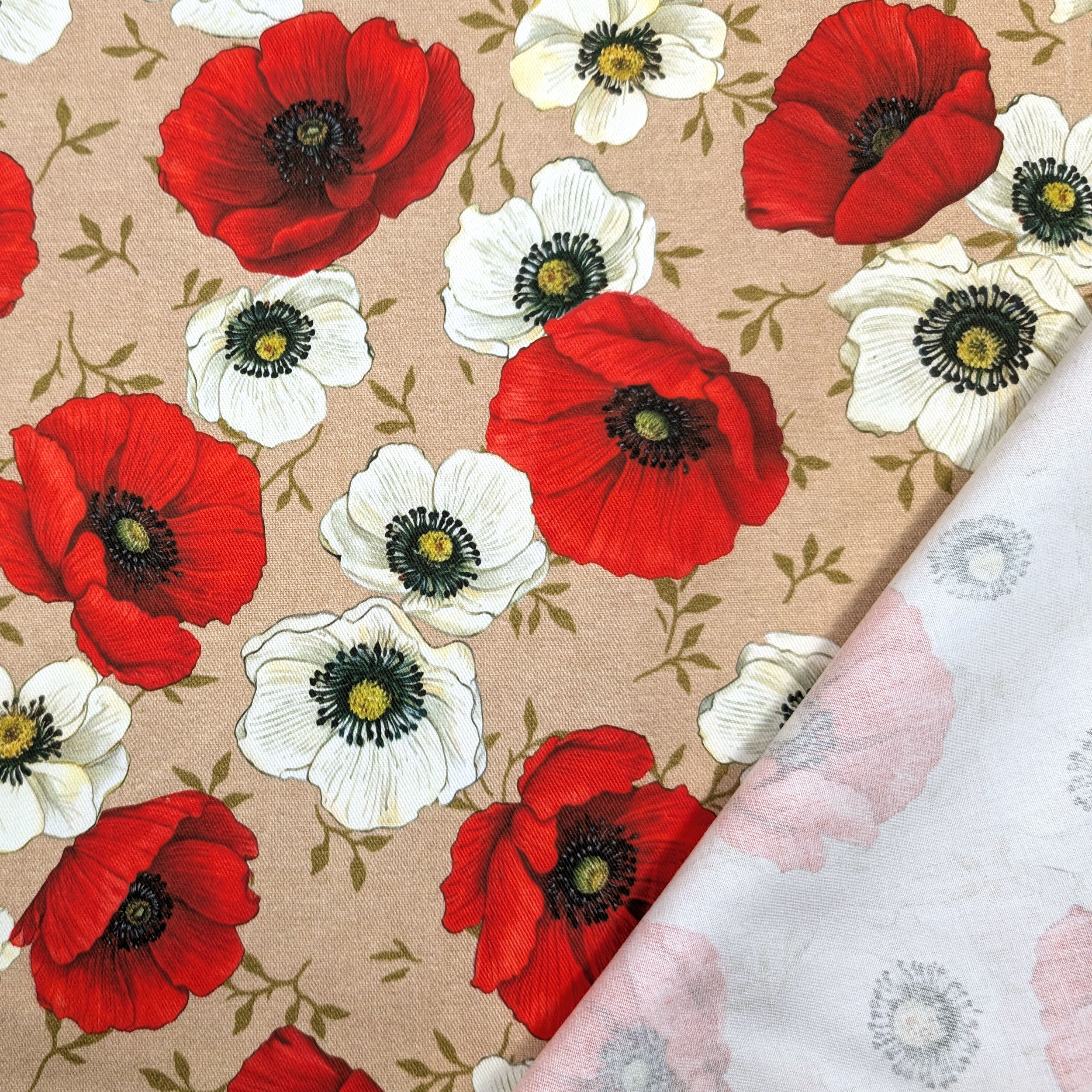 Les coquelicots du Panama en fleurs Image